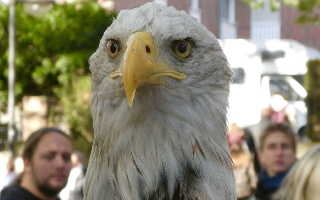 Endlich wieder Ferkesmarkt in Lobberich